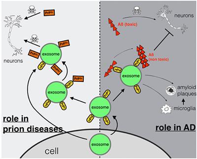 Exosomes and the Prion Protein: More than One Truth